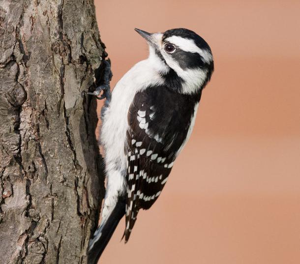 downy woodpecker