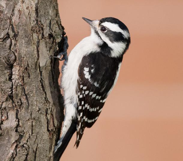 downy woodpecker