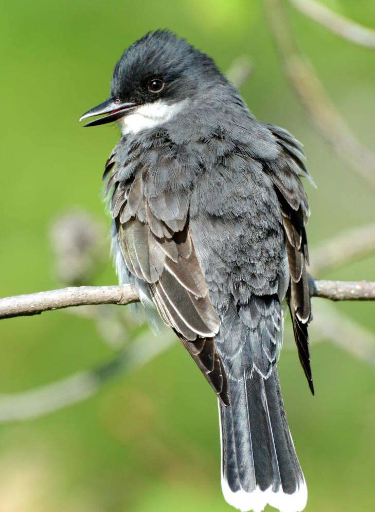 eastern kingbird