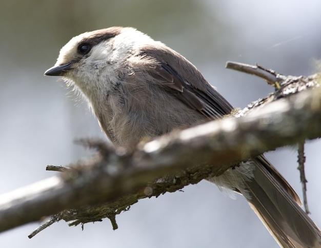 gray jay