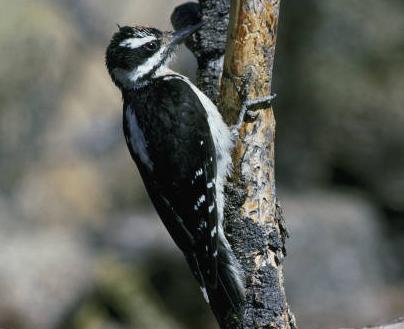 hairy woodpecker