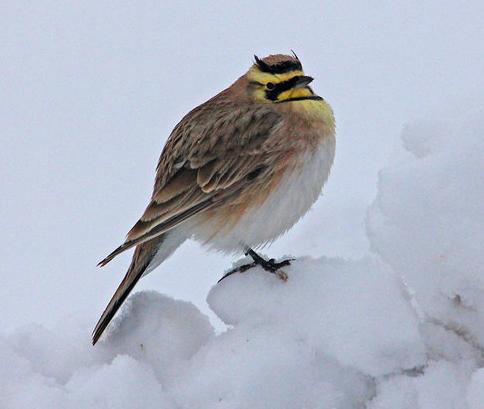 horned lark