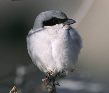 loggerhead shrike