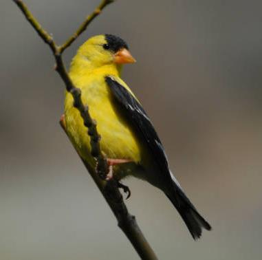 American Goldfinch