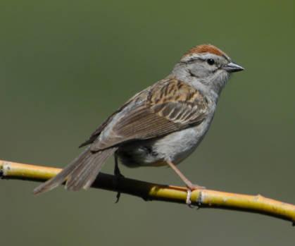 Chipping Sparrow