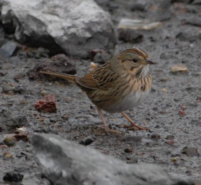 Lincoln's Sparrow