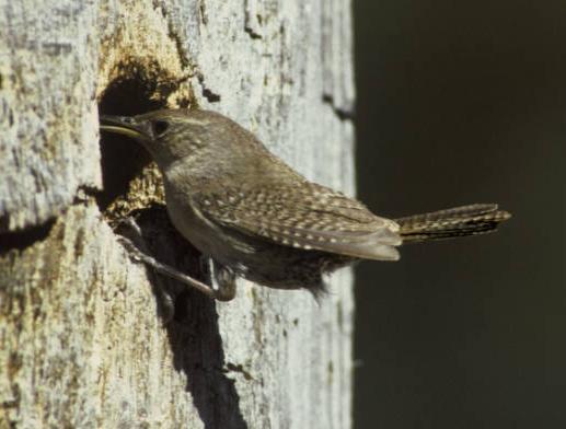 house wren