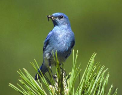 Mountain Bluebird