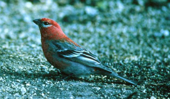 Pine Grosbeak