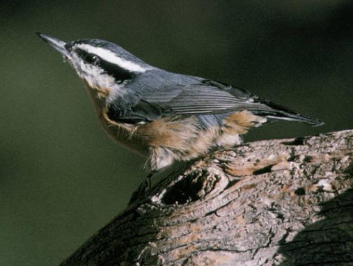 red-breasted nuthatch