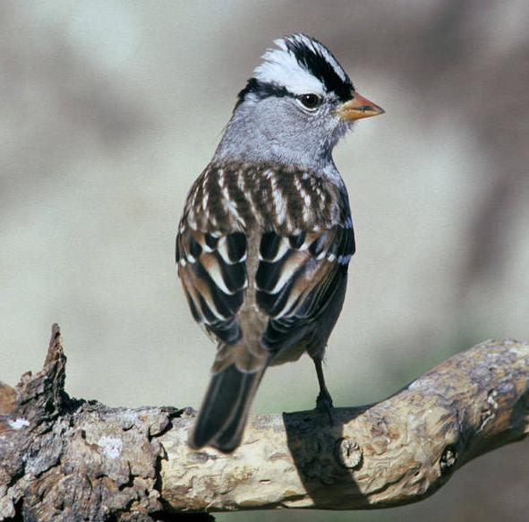 White-crowned Sparrow