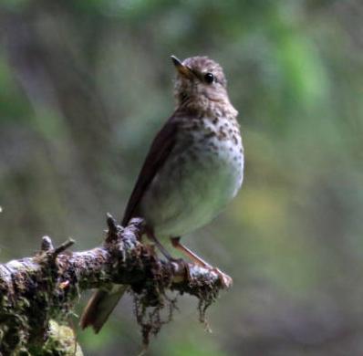 Swainson's Thrush