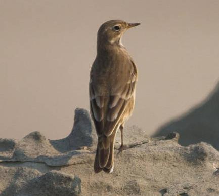 American Pipit