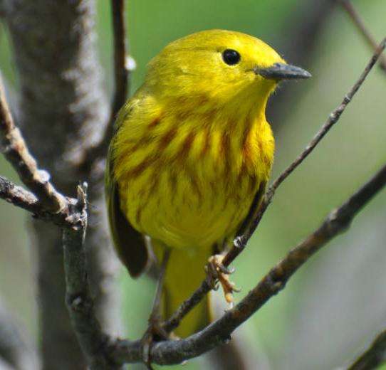 Yellow Warbler