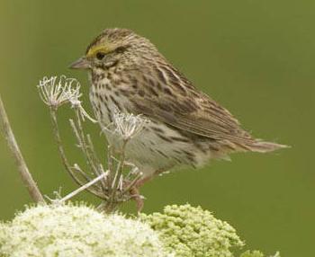 Savannah Sparrow