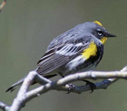 yellow-rumped warbler