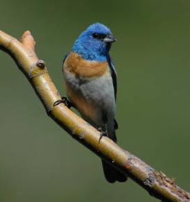 Lazuli Bunting 