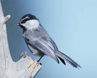 mountain chickadee