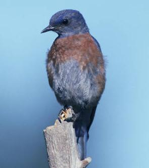 western bluebird