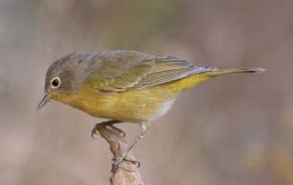 Nashville Warbler