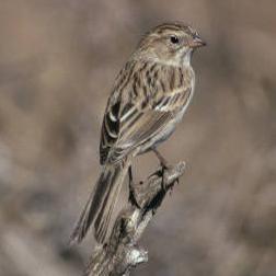 Brewer's Sparrow 