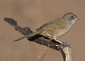 Green-tailed Towhee