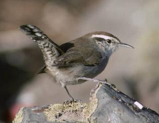 Bewick's wren