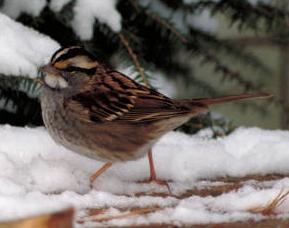 White-throated Sparrow