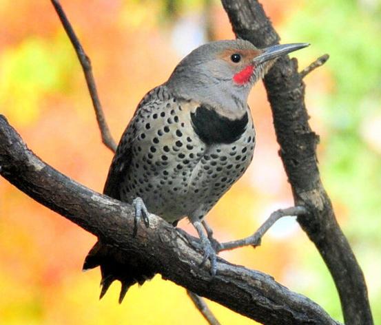 northern flicker