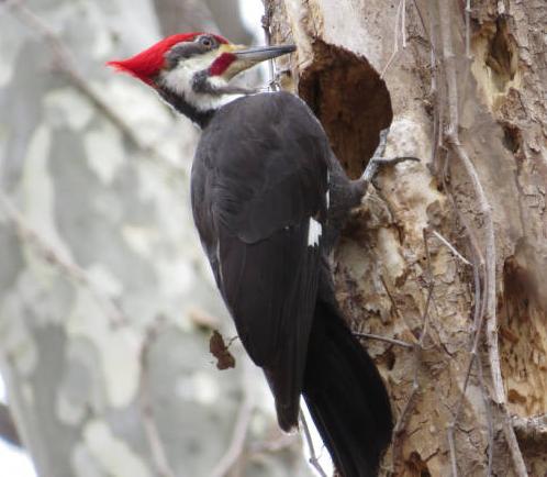 pileated woodpecker