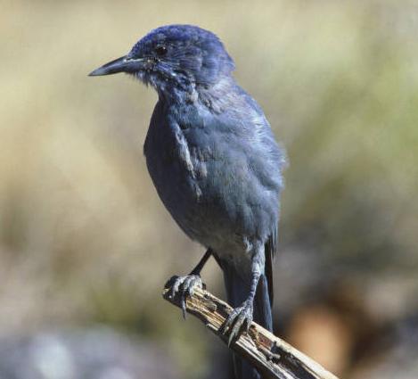 Pinyon Jay