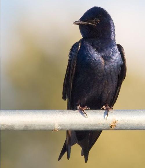 purple martin