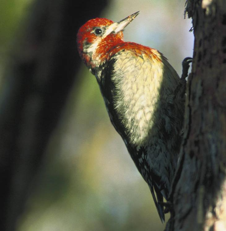 red-breasted sapsucker