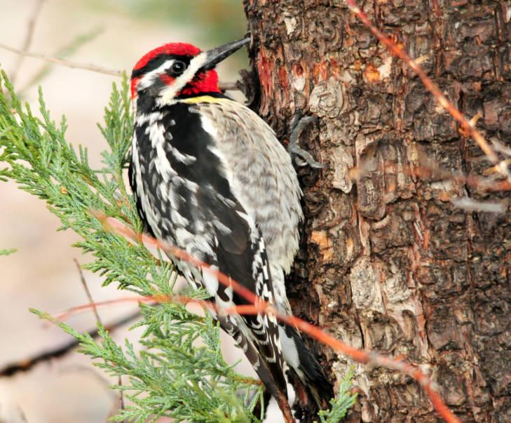 red-naped sapsucker