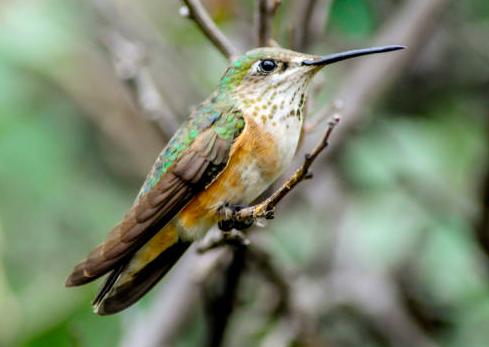 male rufous hummingbird