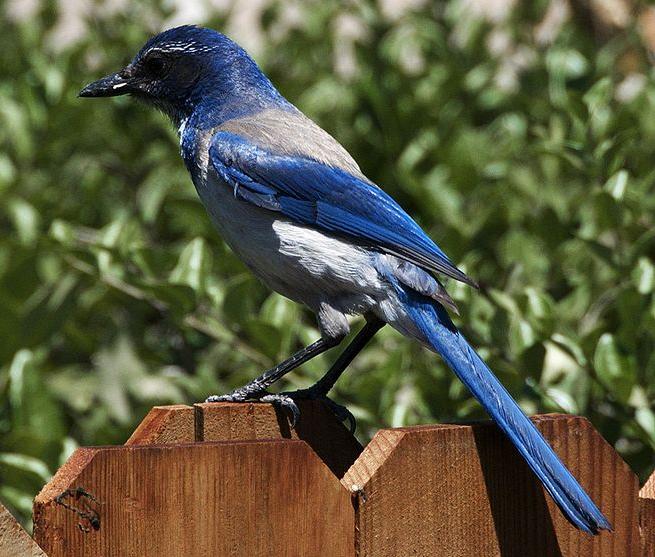 California scrub-jay