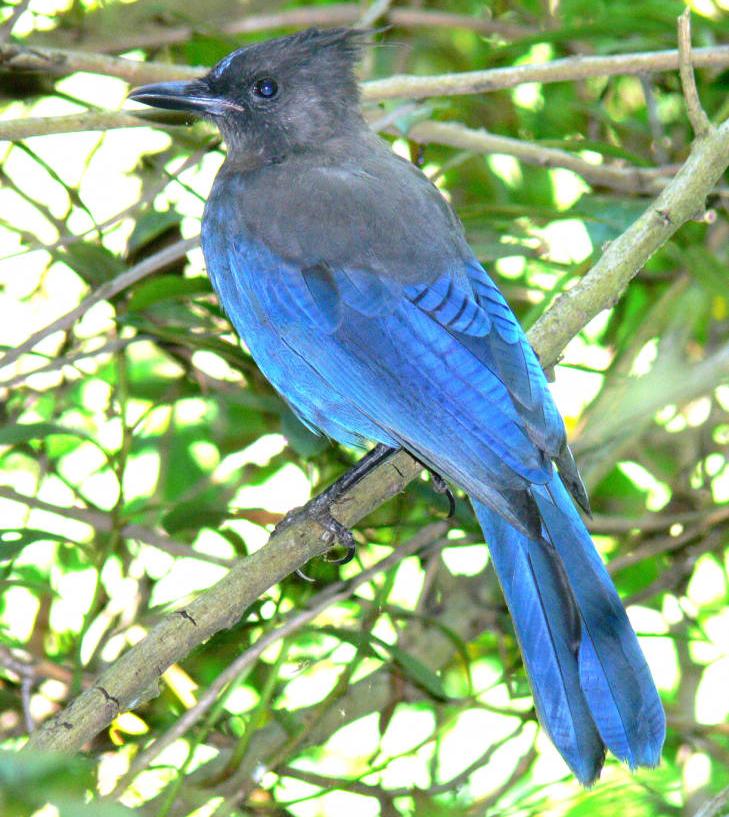 steller's jay