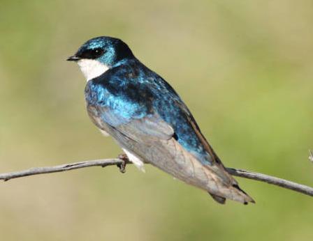 tree swallow