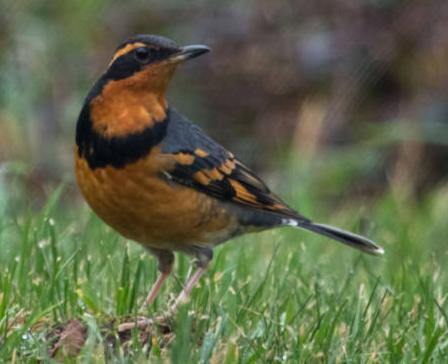 varied thrush