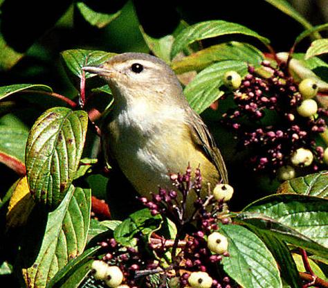 warbling vireo