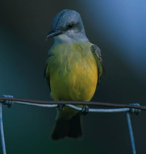 western kingbird