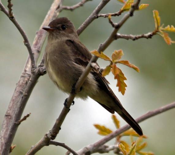 western wood-pewee