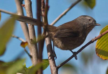 wrentit