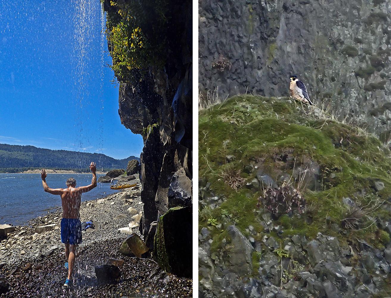 On right Chris takes a quick shower in the waterfall, at right, a peregrine falcon at Cape Horn
