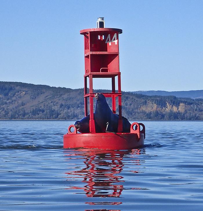 sea lions on a buoy