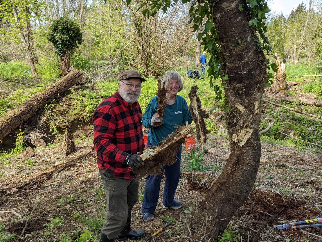 Removing Ivy