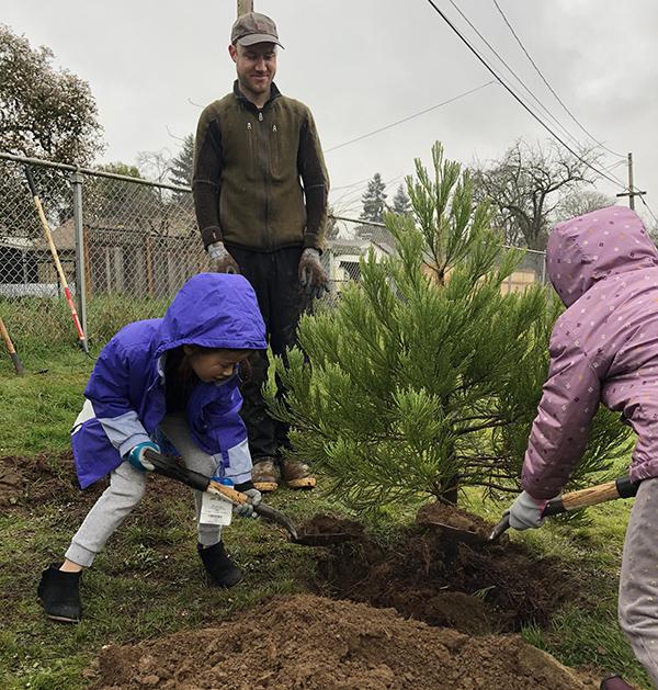 students shovel dirt on the roots of a pine