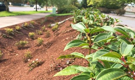 Rainier planted