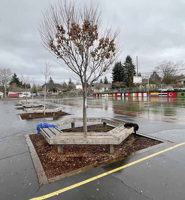 4 trees in depaved areas, each with a bench around it