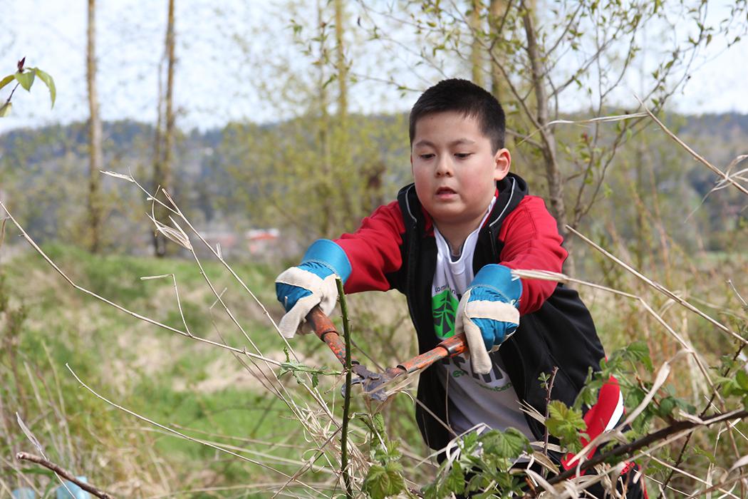 a student uses clippers to cut back invasive species